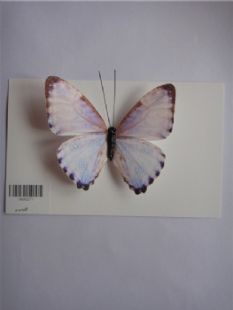 8 colors butterfly