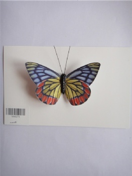 8 colors butterfly