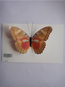 8 colors butterfly