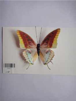 8 colors butterfly