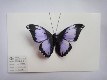 6 colors butterfly