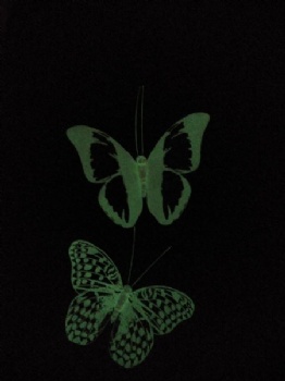 new butterfly