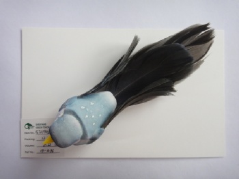 6 colors feather bird