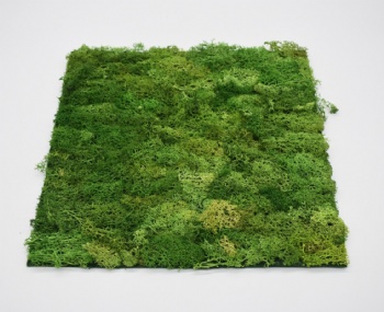 Spring Moss Square,Rectangle