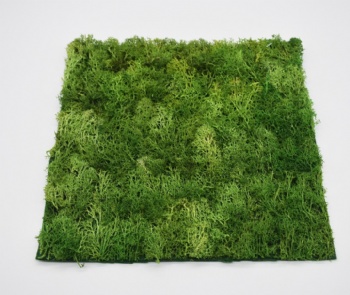 Spring Moss Square,Rectangle