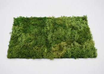 Spring Moss Square,Rectangle