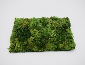 Spring Moss Square,Rectangle