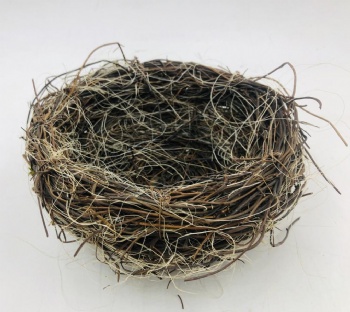 Bird Nest